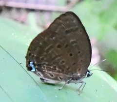 Arhopala amphimuta