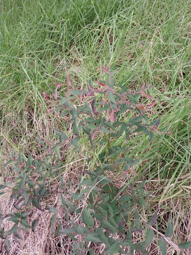Image of Eucalyptus globoidea by (c) Chris Parminter, some rights reserved (CC BY)