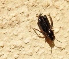 Tridactylidae