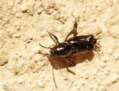 Tridactylidae