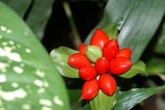 Scadoxus membranaceus