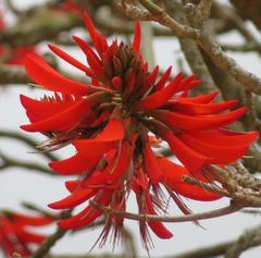 Erythrina caffra