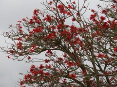 Erythrina caffra