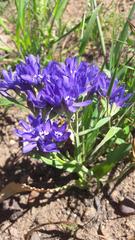 Codonorhiza elandsmontana