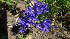 Codonorhiza elandsmontana