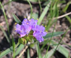 Cyanotis speciosa