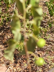 Grewia lavanalensis image