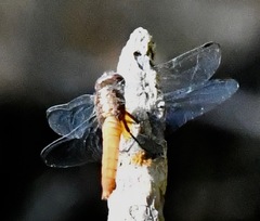 Orthetrum chrysis