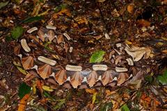 Bitis gabonica