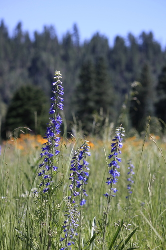 Image of Delphinium scopulorum by (c) Cindy Bell, some rights reserved (CC BY)