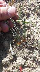 Lachenalia polyphylla