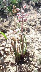 Lachenalia polyphylla