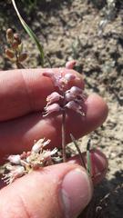 Lachenalia polyphylla