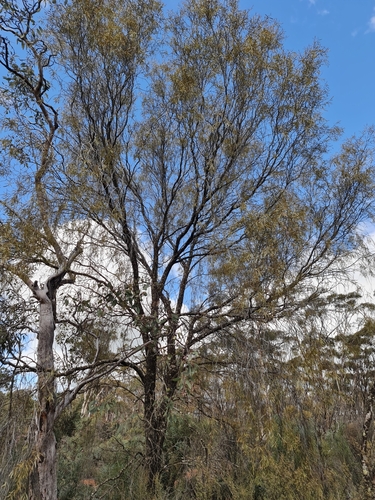 Image of Santalum murrayanum by (c) Belinda Forbes, some rights reserved (CC BY)