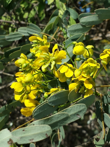 Senna viguierella image