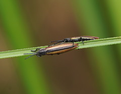 Eurispa vittata