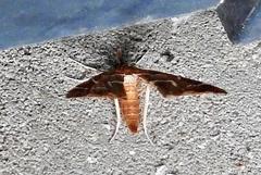 Panotima angularis