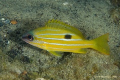 Five-Lined Snapper photo 4