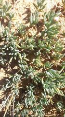 Lampranthus sociorum