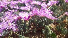 Lampranthus sociorum