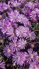 Lampranthus sociorum