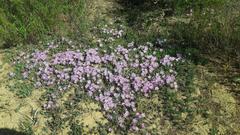 Lampranthus sociorum