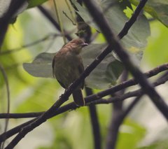 Pycnonotus brunneus