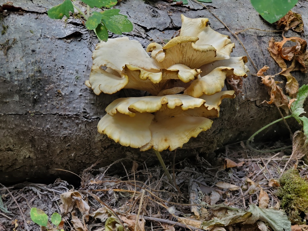 summer oyster mushroom from Cooper Mountain - Aloha North, Beaverton ...