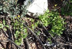 Cineraria platycarpa