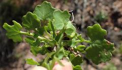 Cineraria platycarpa