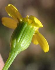 Cineraria platycarpa