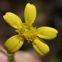 Cineraria platycarpa