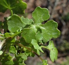 Cineraria platycarpa