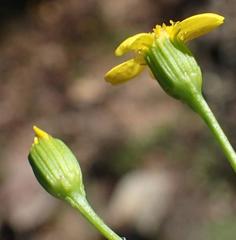 Cineraria platycarpa