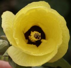 Hibiscus tiliaceus tiliaceus