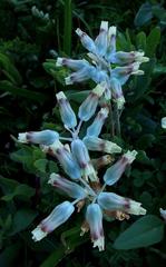 Lachenalia schlechteri