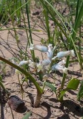 Lachenalia schlechteri