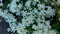 Polycarena batteniana