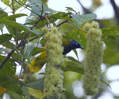 Brachypodius melanocephalos