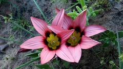 Romulea hirsuta cuprea