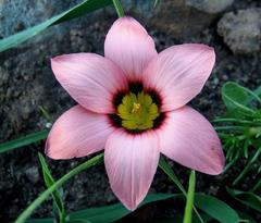 Romulea hirsuta cuprea