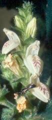 Isoglossa woodii