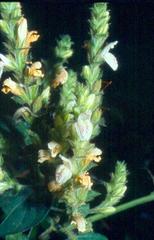 Isoglossa woodii