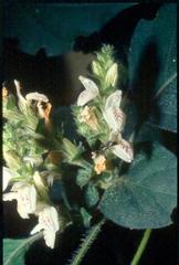 Isoglossa woodii
