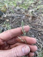 Fendler's bluegrass (Poa fendleriana)