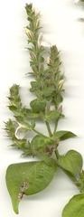 Isoglossa woodii