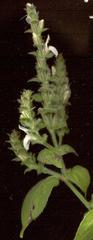 Isoglossa woodii