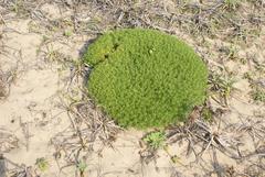 Helichrysum asperum comosum