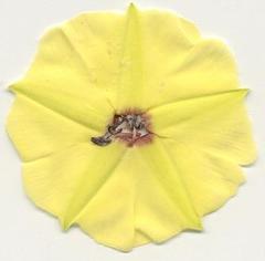 Hewittia malabarica