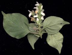 Isoglossa woodii